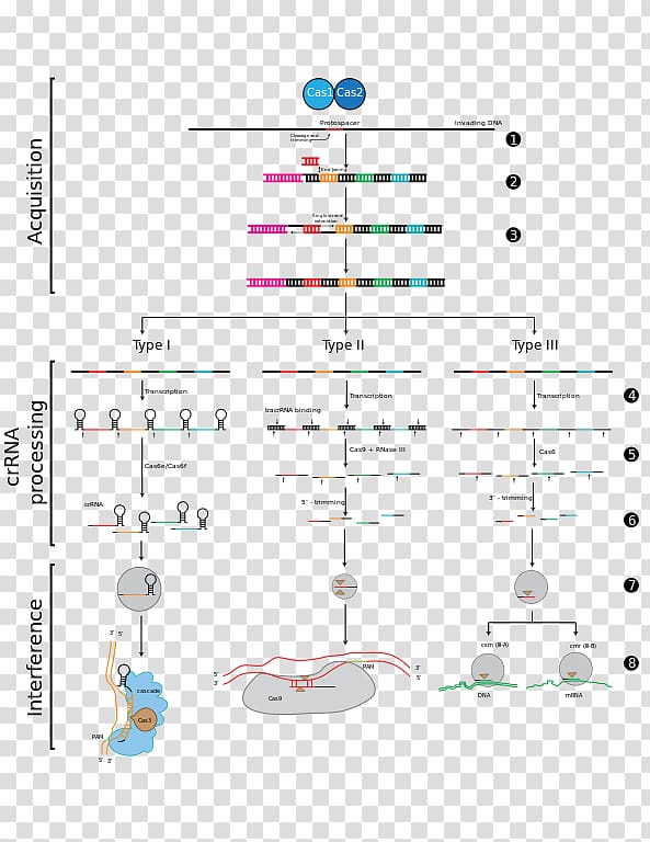 CRISPR RNA interference Cas1 Cas9, others transparent background PNG clipart