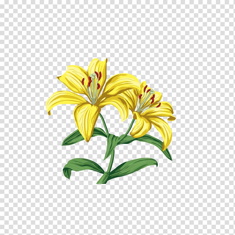 Lilium , Hand-painted lily transparent background PNG clipart