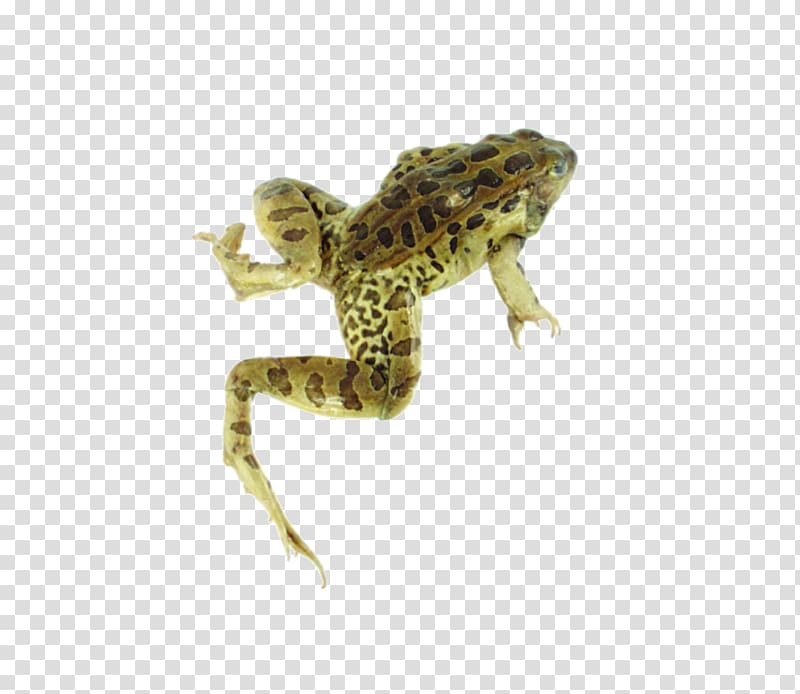 American bullfrog Lowland leopard frog, frog transparent background PNG clipart