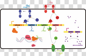 Line Point , line transparent background PNG clipart thumbnail