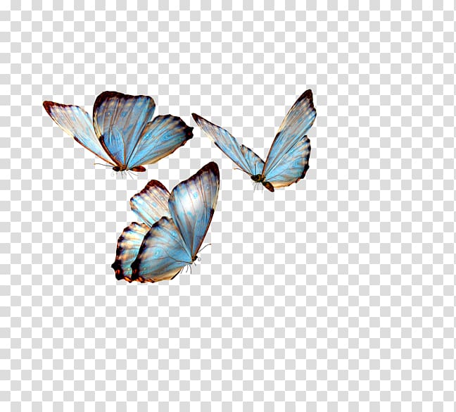 Swallowtail butterfly Insect Greta oto , beautiful illustration transparent background PNG clipart