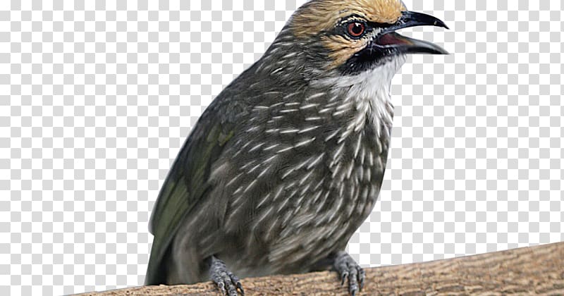 Bird Straw-headed bulbul Bar-winged prinia Animal, Bird transparent background PNG clipart