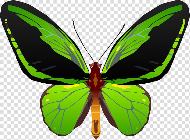 Butterfly Insect Queen Alexandra\'s birdwing Troides aesacus, butterfly transparent background PNG clipart