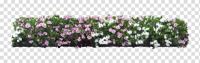 pink and white petaled flowers , Shrub Flower Plant Tree, White flower garden transparent background PNG clipart