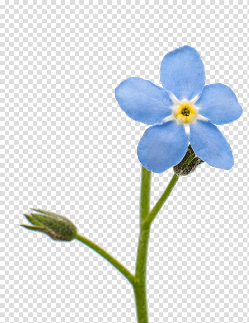 Flower Scorpion grasses Blue Tulip, forget me not transparent background PNG clipart