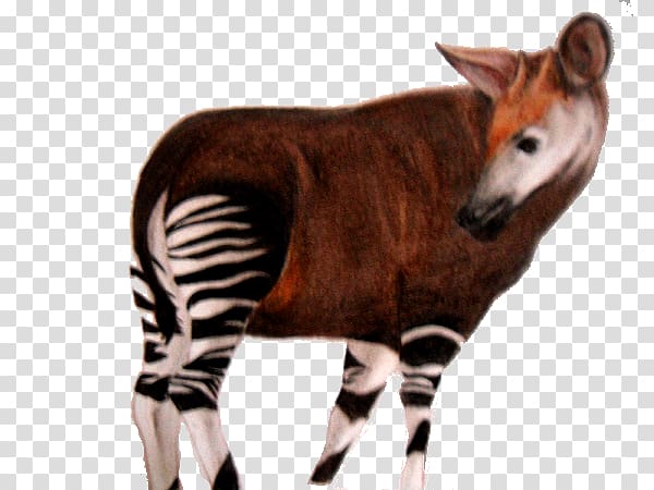 Okapi Art Animal Information, others transparent background PNG clipart