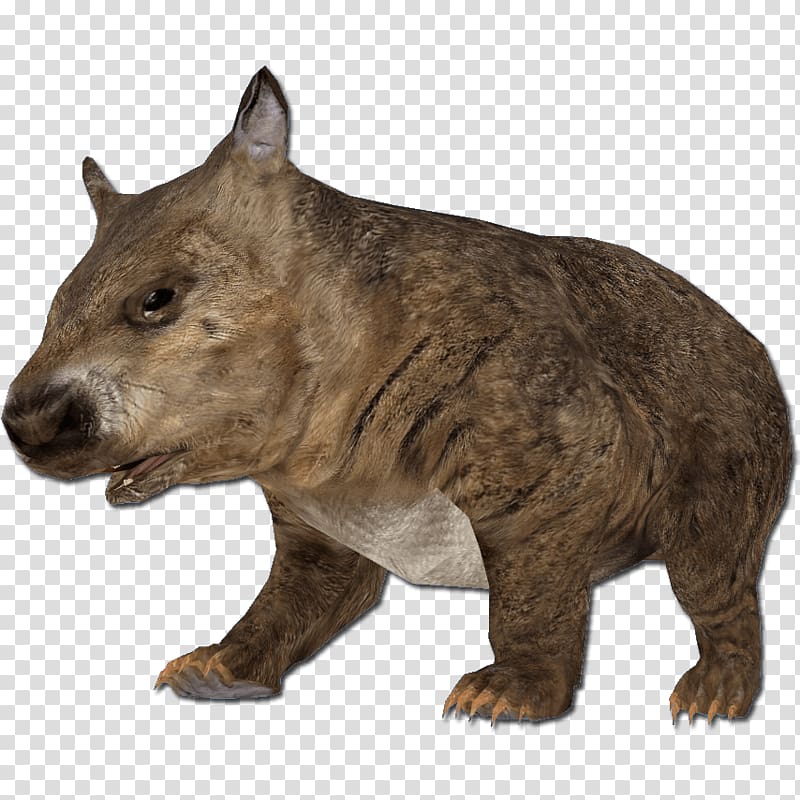 brown 4-legged animal illustration, Hairy Nosed Wombat transparent background PNG clipart