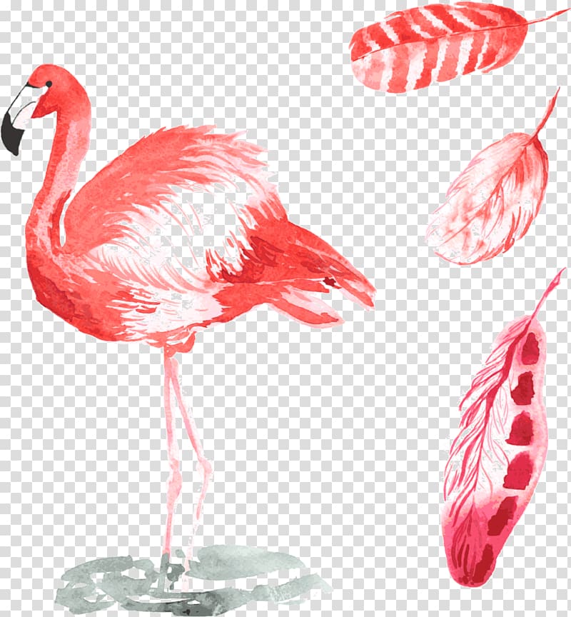 Bird Common ostrich Flamingos Illustration, Ostrich transparent background PNG clipart
