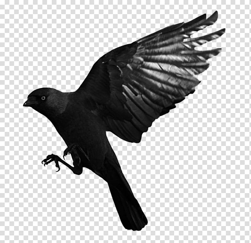 American crow Common raven, flying raven overlay transparent background PNG clipart