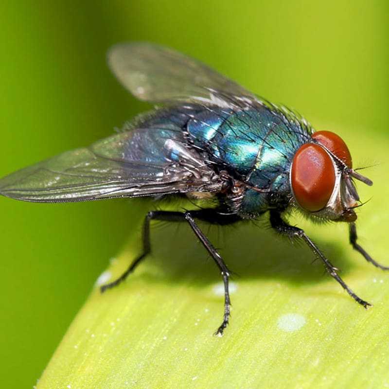 Artificial fly Hackles Fly fishing, Holly Flies transparent