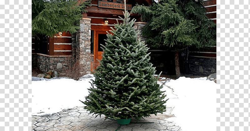 Christmas tree Fraser fir White spruce Pine, Fraser Fir transparent background PNG clipart