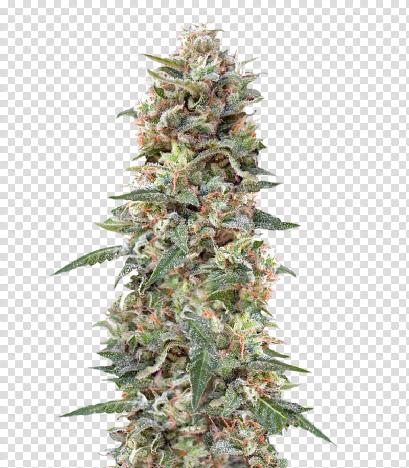 Kush Feminized cannabis Seed Cultivar, cannabis transparent background PNG clipart