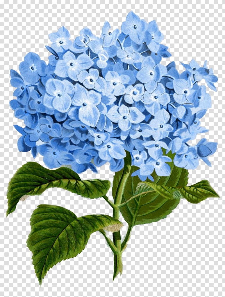 bunch of blue flowers and green leaves , Hydrangea Paper Flower Botanical illustration , hydrangea transparent background PNG clipart