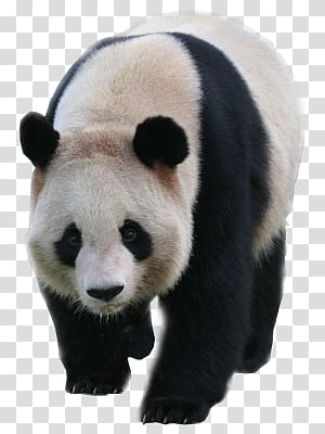 Panda transparent background PNG clipart
