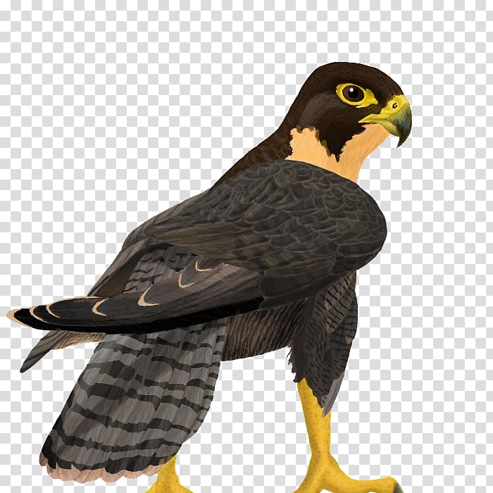 Falcon , Falcon Free transparent background PNG clipart