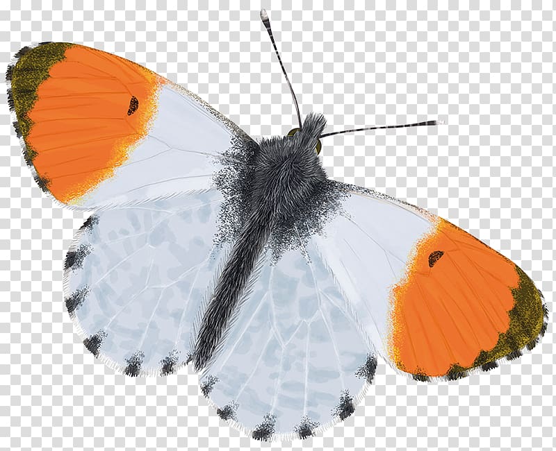 Brush-footed butterflies Moth Butterfly Gossamer-winged butterflies Orange-tip, butterfly transparent background PNG clipart