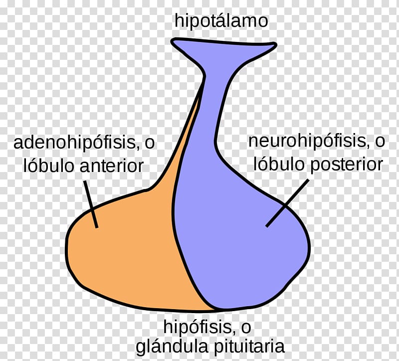 Posterior pituitary Pituitary gland Anterior pituitary Hormone, gland transparent background PNG clipart