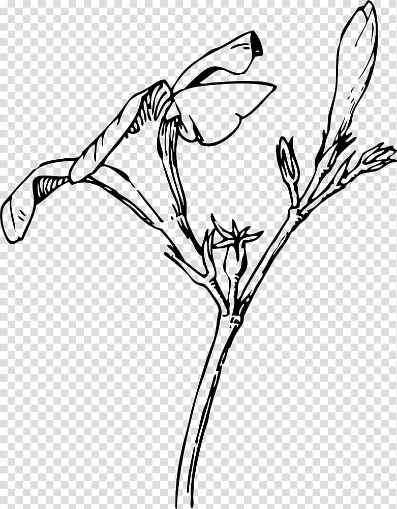 Oleander Nature Drawing and Design; Bud Flower, flower transparent background PNG clipart