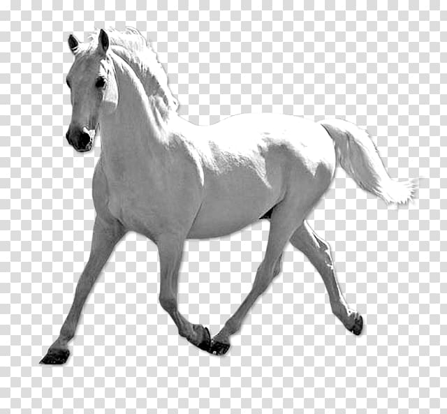 Mustang Stallion Pony Bridle Fond blanc, white horse transparent background PNG clipart