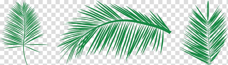 Leaf Palm branch Arecaceae , Areca tree needle Ye Lin transparent background PNG clipart