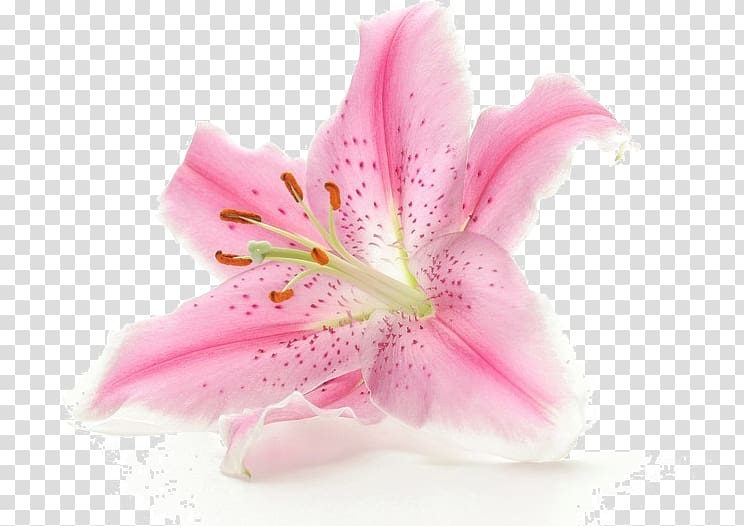 Flower White , Lily flowers transparent background PNG clipart