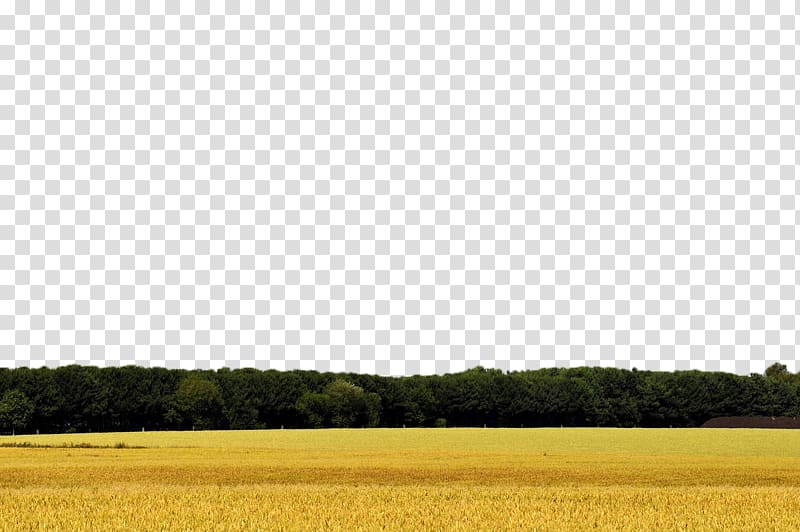 Yellow Pattern, Wheat field transparent background PNG clipart