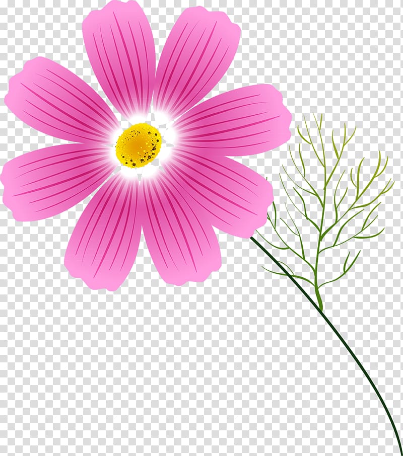 Cosmos Flower Annual plant , Cosmos flower transparent background PNG clipart