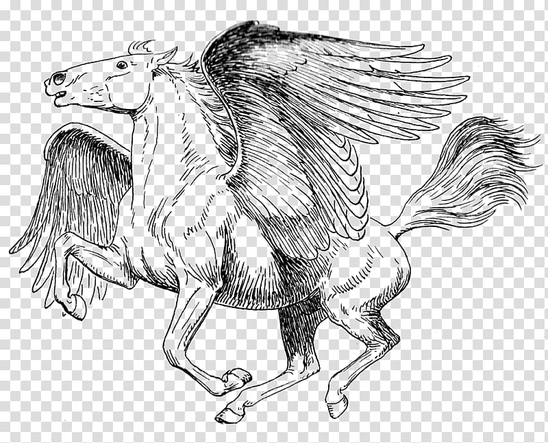 Coloring book Drawing Pegasus Sketch, book transparent background PNG clipart