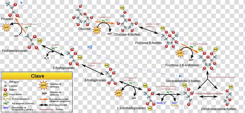 Gluconeogenesis Glycolysis Metabolic pathway Cellular respiration Carbohydrate metabolism, others transparent background PNG clipart