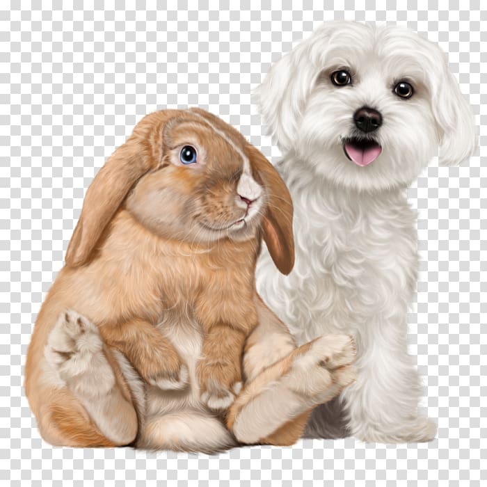 Cockapoo Puppy Dog breed Cavapoo Centerblog, puppy transparent background PNG clipart