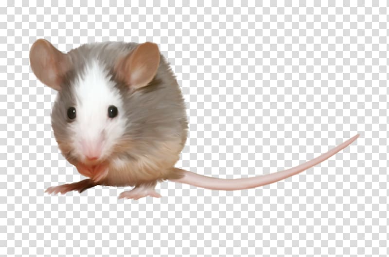 Computer mouse Rat Hamster Rodent, mouse transparent background PNG clipart