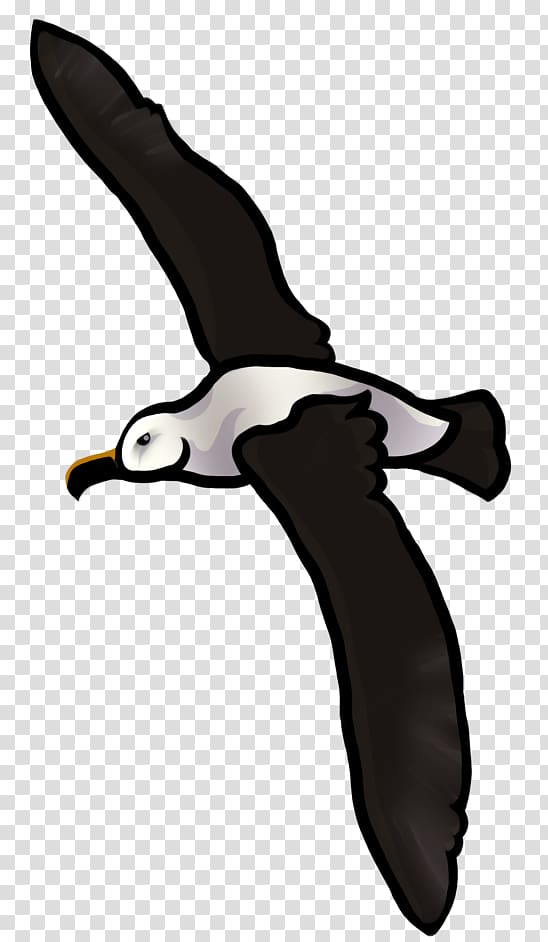 Flightless bird Beak Wing , albatross transparent background PNG clipart