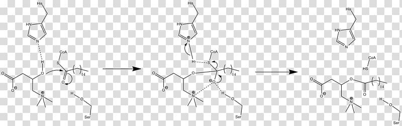 Carnitine palmitoyltransferase II Carnitine-acylcarnitine translocase Acyltransferase, others transparent background PNG clipart