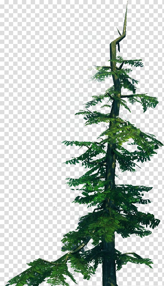 Spruce Fir Pine Christmas tree Larch, christmas tree transparent background PNG clipart