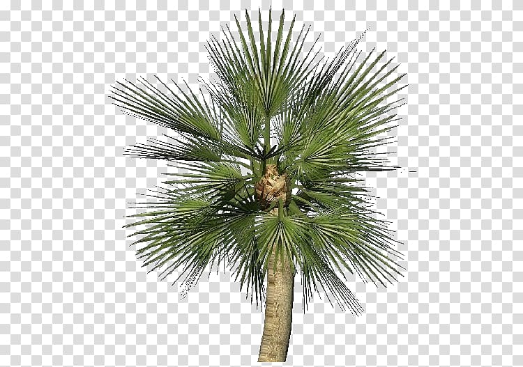 Asian palmyra palm Chamaerops humilis Sabal Palm Arecaceae Plant, mediterranean transparent background PNG clipart