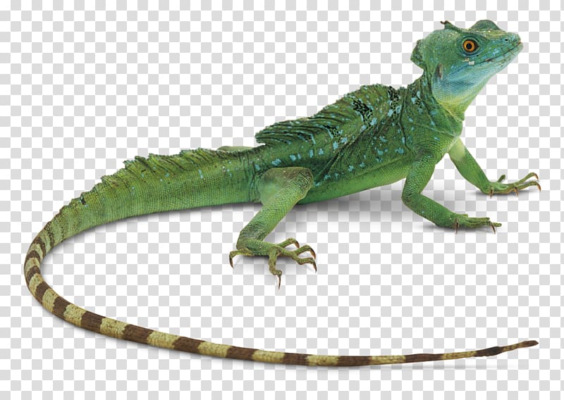 Greater short-horned lizard Reptile , lizard transparent background PNG clipart