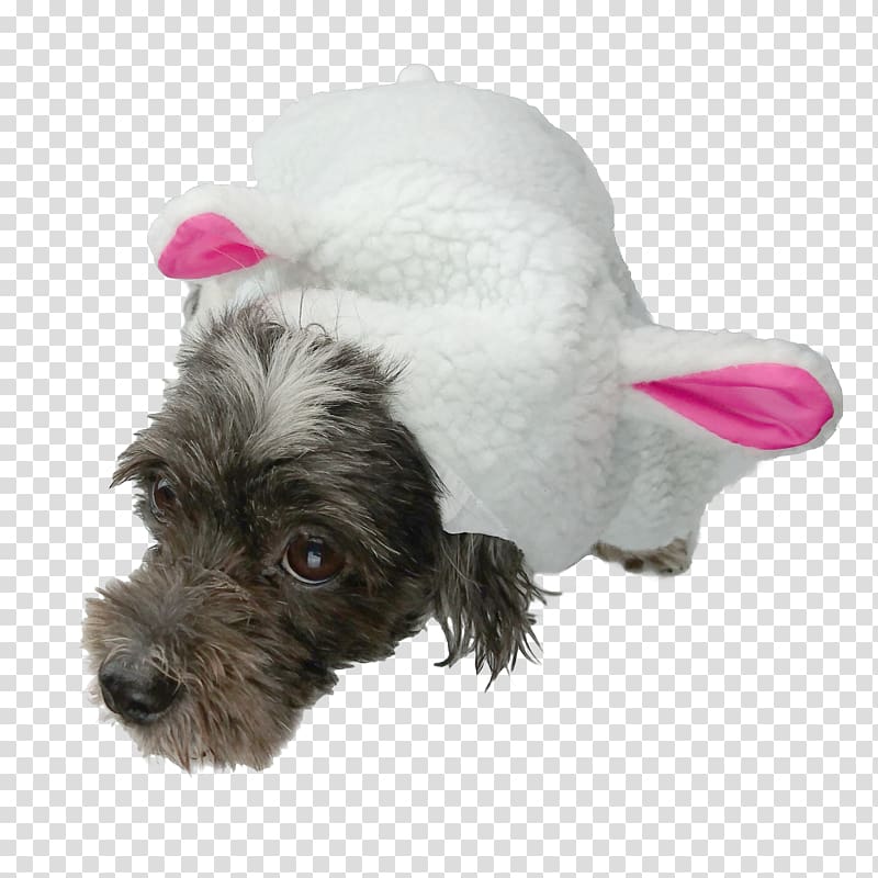 Miniature Schnauzer Schnoodle Puppy Hoodie Domestic rabbit, puppy transparent background PNG clipart