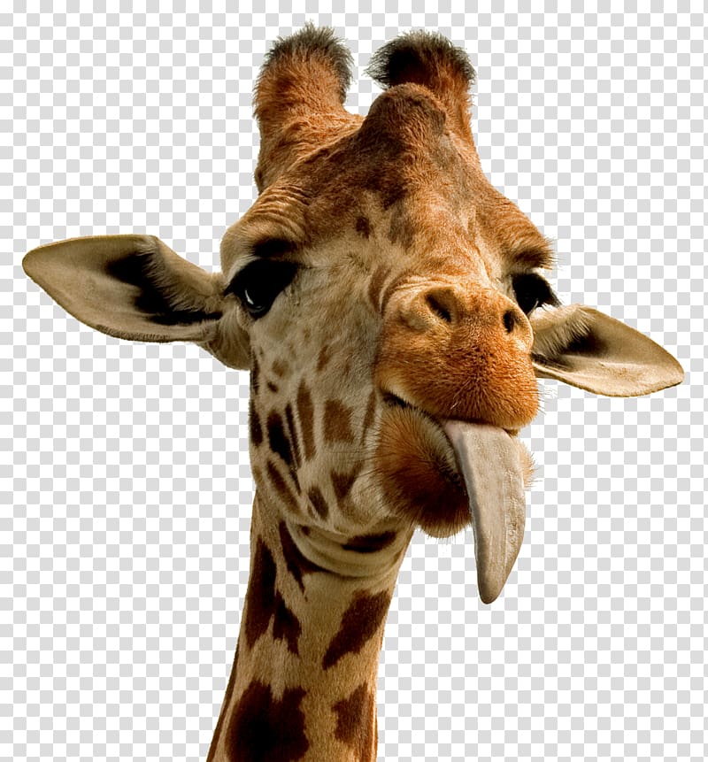 Giraffe Desktop Animal , humorous transparent background PNG clipart