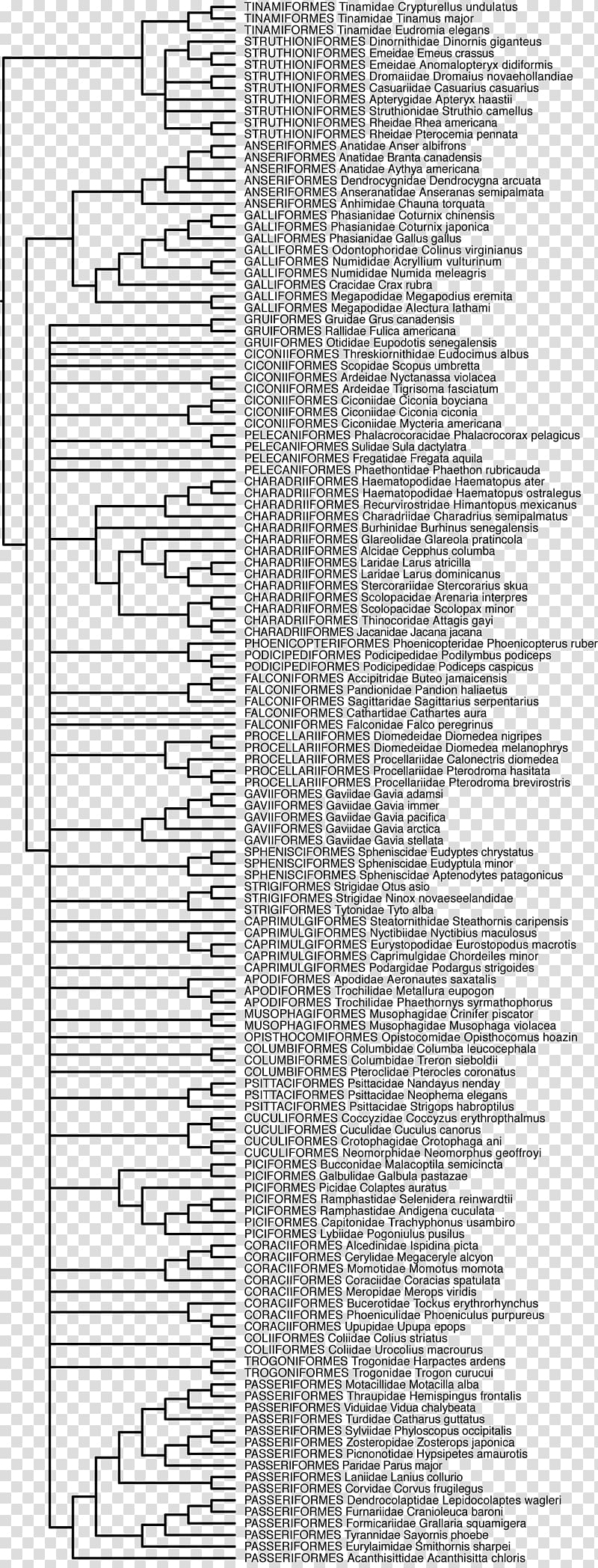 Phylogenetic tree Phylogenetics Evolution Bird, mito material transparent background PNG clipart