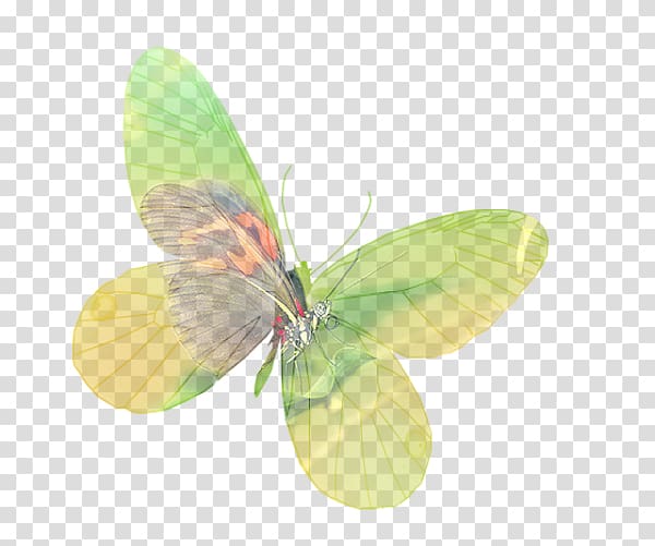 Pieridae Gossamer-winged butterflies Moth, c-17 transparent background PNG clipart