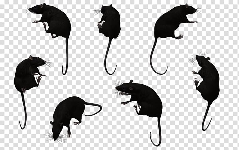 Mouse Cat Black rat Muroids, mouse transparent background PNG clipart