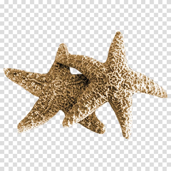 Starfish Sea Mollusc shell, starfish transparent background PNG clipart