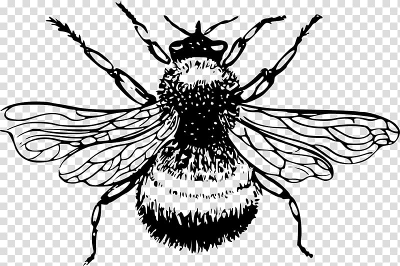 European dark bee Bombus lucorum Insect Drawing, bee transparent background PNG clipart