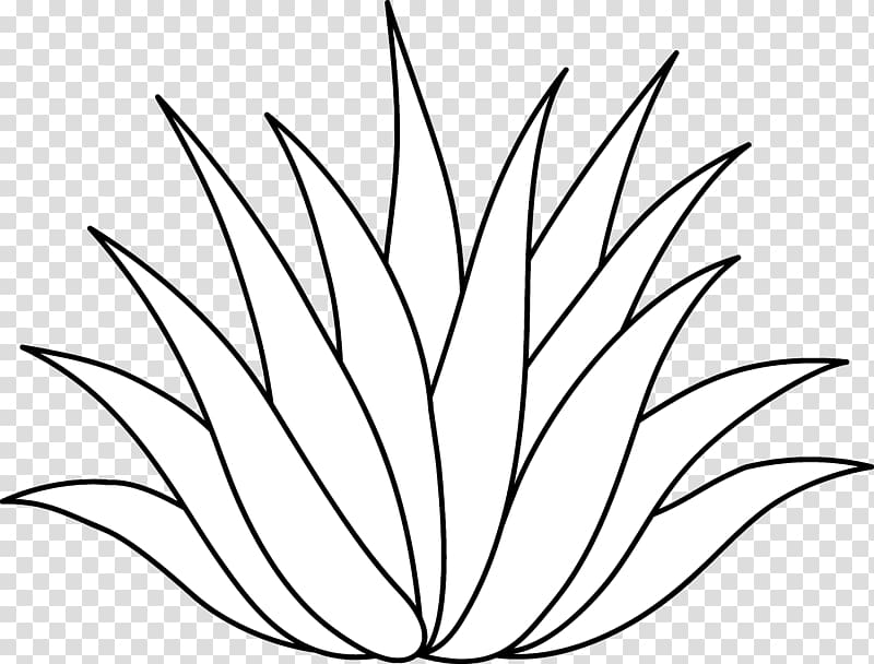 Centuryplant Agave azul Aloe vera Drawing , Plant Science transparent background PNG clipart