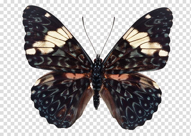 Julia butterfly Apatura Hamadryas amphinome Hamadryas arinome, butterfly transparent background PNG clipart