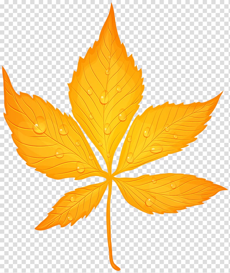 brown leaf illustration, Autumn leaf color , Yellow Autumn Leaf with Dew Drops transparent background PNG clipart