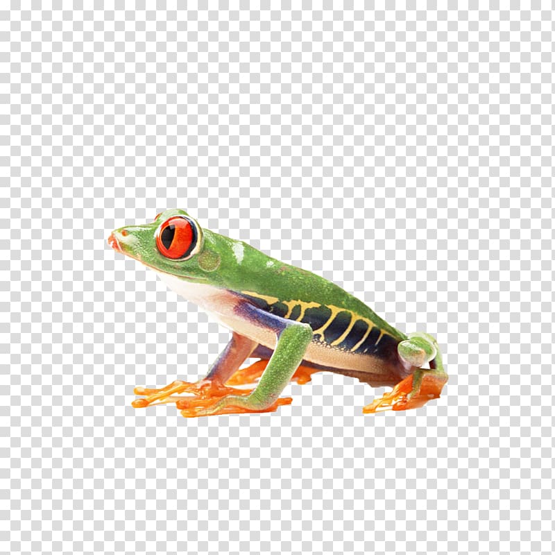 True frog Amphibian Reptile Red-eyed tree frog, A tree frog transparent background PNG clipart