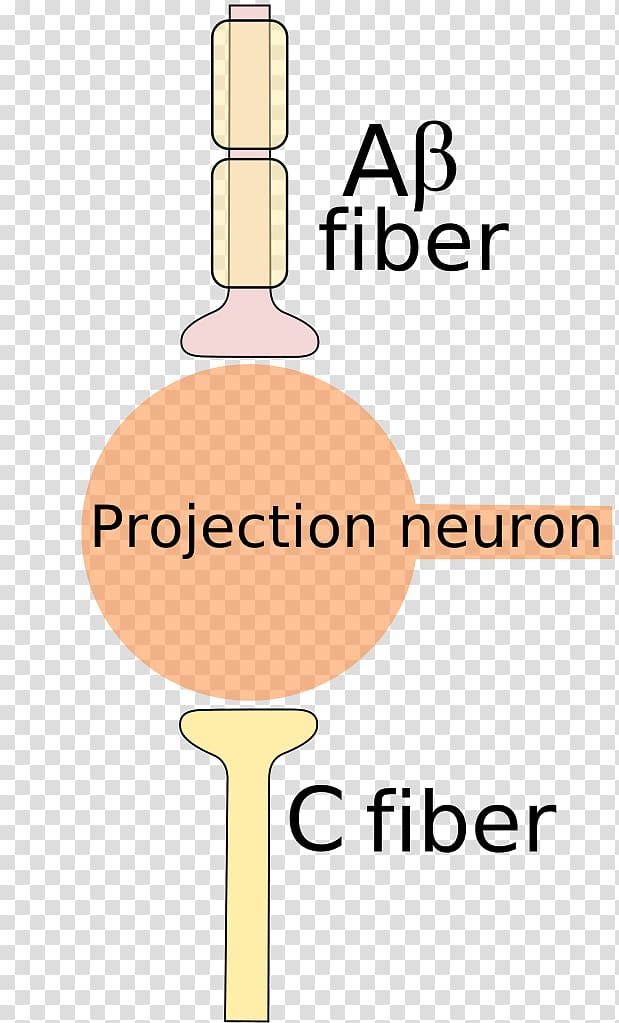 Vilanova i la Geltrú Markov decision process Cerrajeros Terrassa ResearchGate GmbH Markov chain, others transparent background PNG clipart