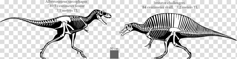 Albertosaurus Spinosaurus Irritator Gorgosaurus Baryonyx, dinosaur transparent background PNG clipart