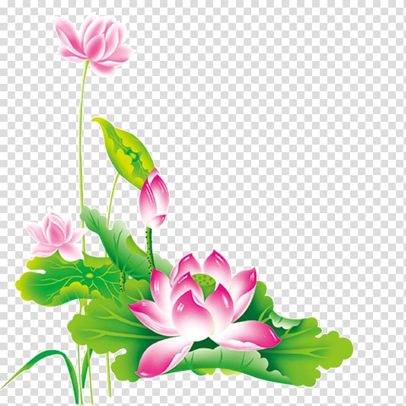 pink flowers painting, Nelumbo nucifera Chinese New Year Pink, Lotus Lotus transparent background PNG clipart